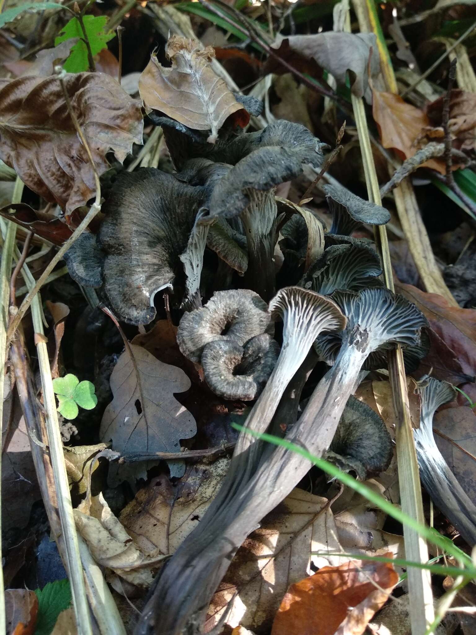 Image of Cantharellus cinereus (Pers.) Fr. 1821