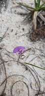 Image of Utricularia purpureocaerulea A. St.-Hilaire & F. Girard