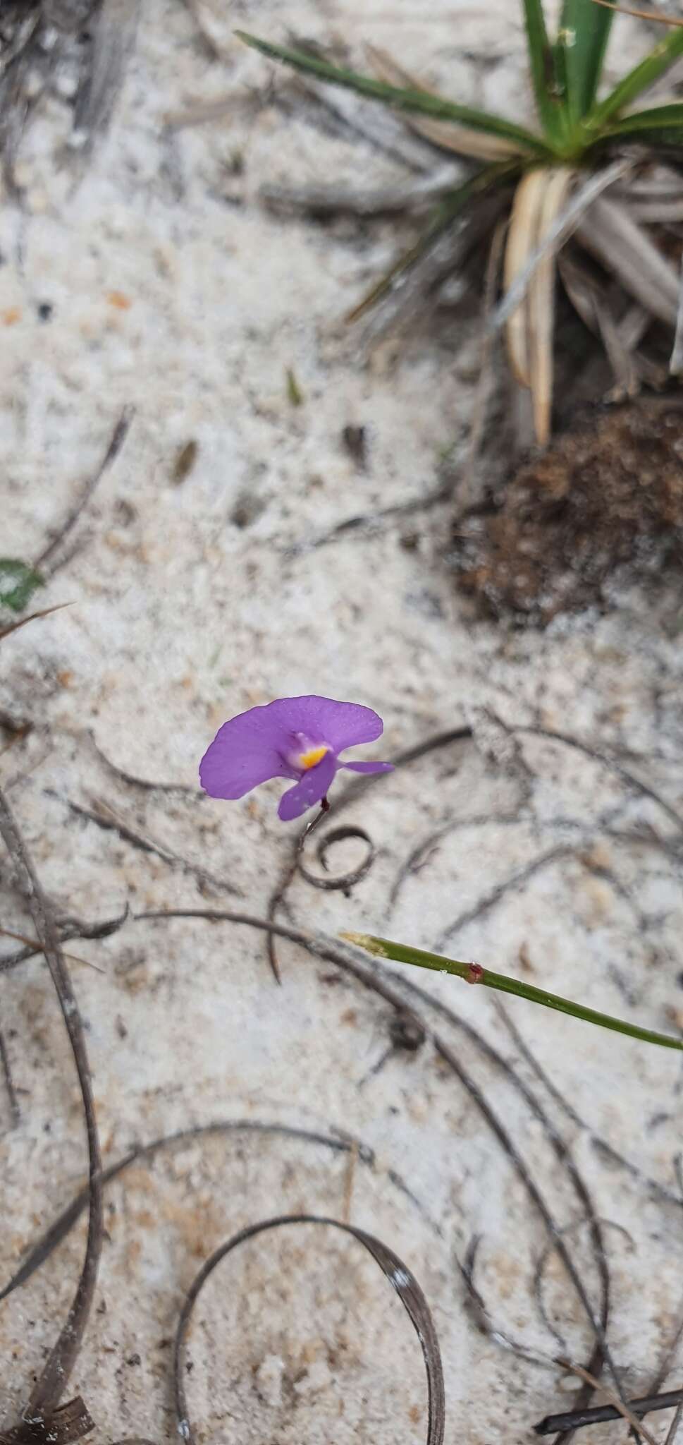 Image of Utricularia purpureocaerulea A. St.-Hilaire & F. Girard