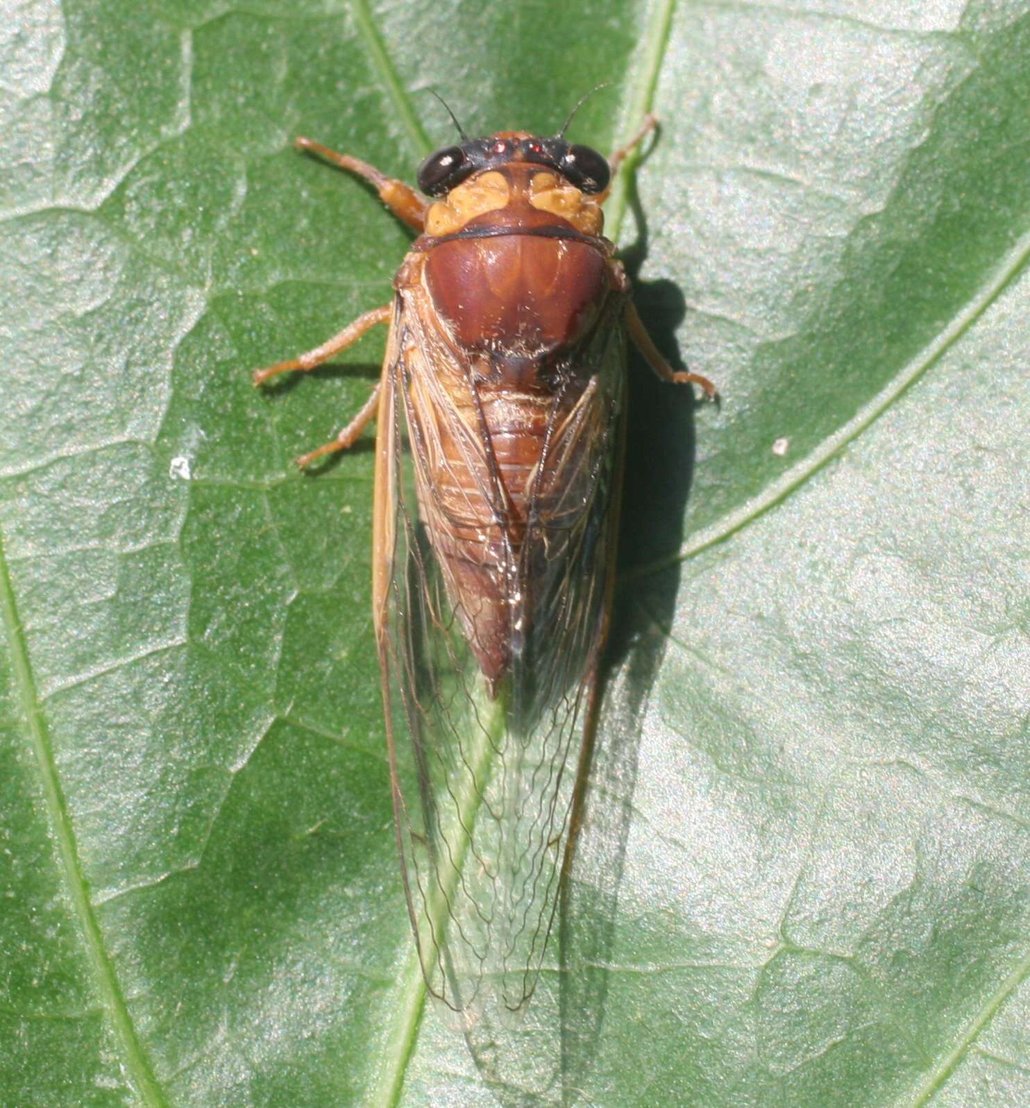 Image de Tryella castanea (Distant 1905)