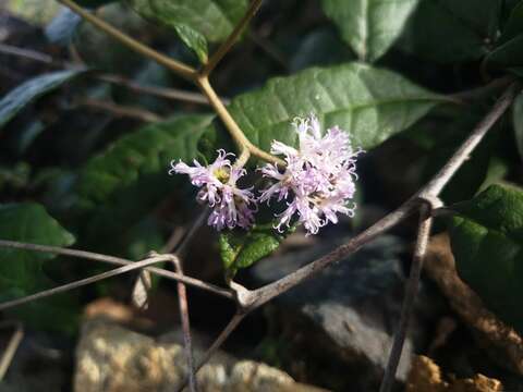 Image of Acevedo's velvetshrub