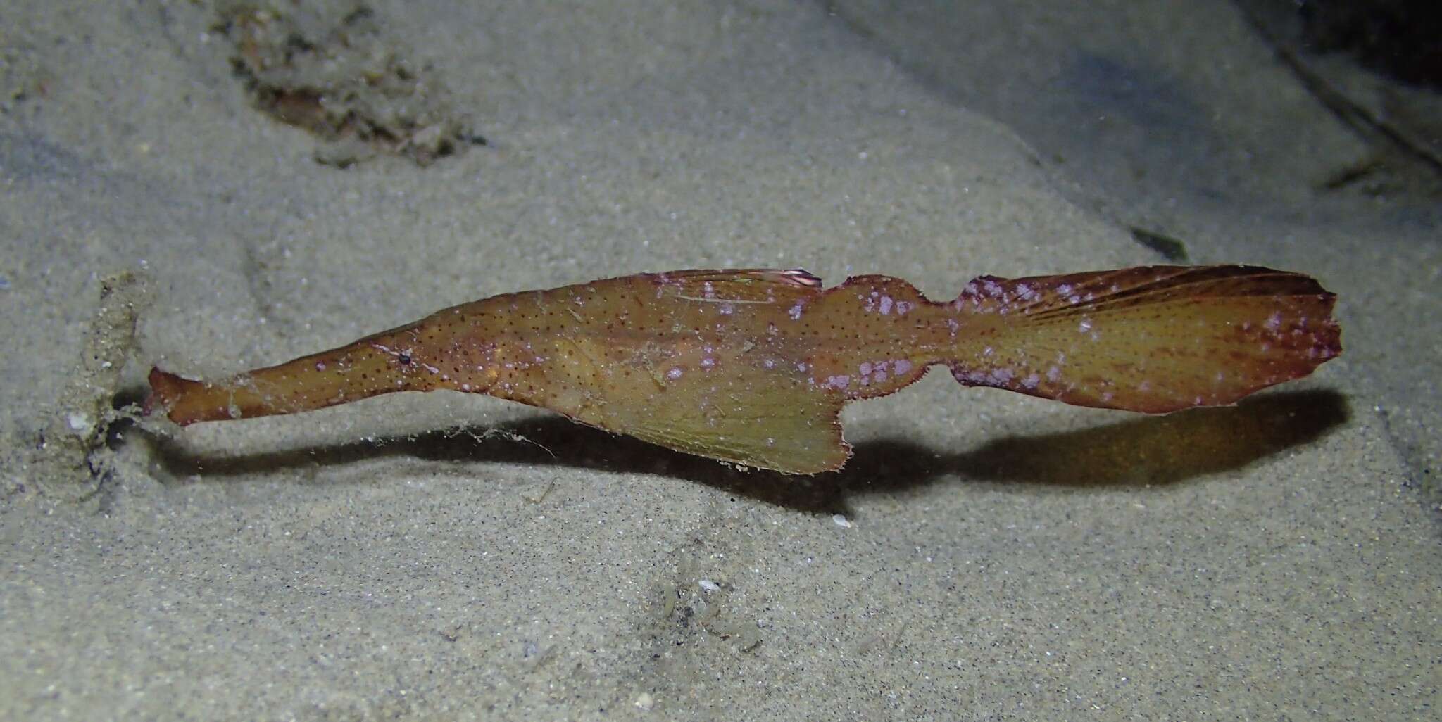 Image of Ghost pipefish