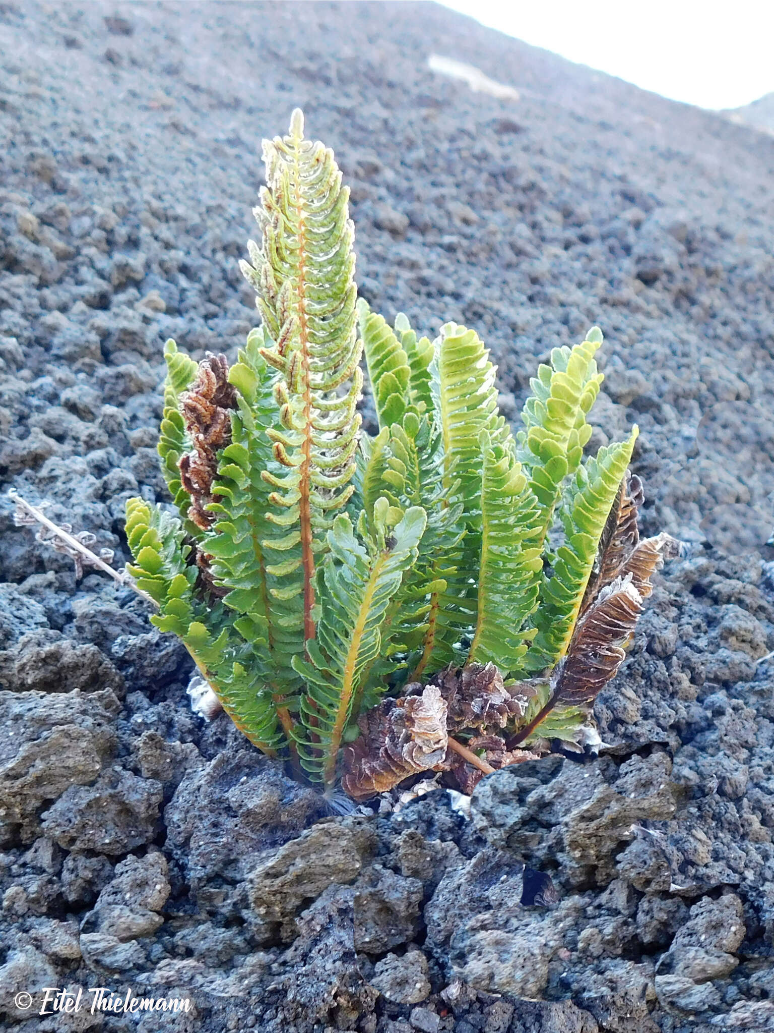 Image of Austroblechnum microphyllum (Goldm.) Gasper & V. A. O. Dittrich