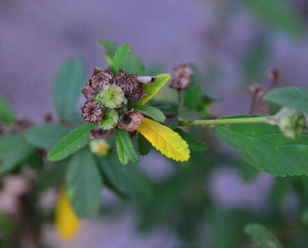 Image of Sida rhombifolia subsp. rhombifolia