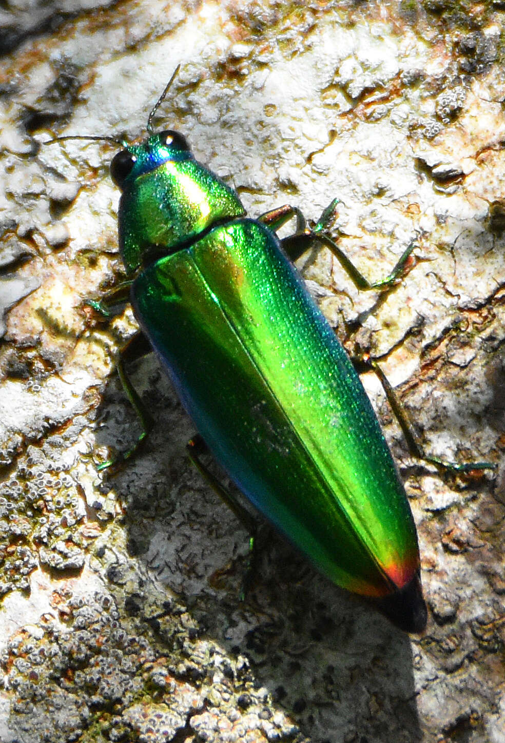 Image of Chrysochroa fulminans (Fabricius 1787)