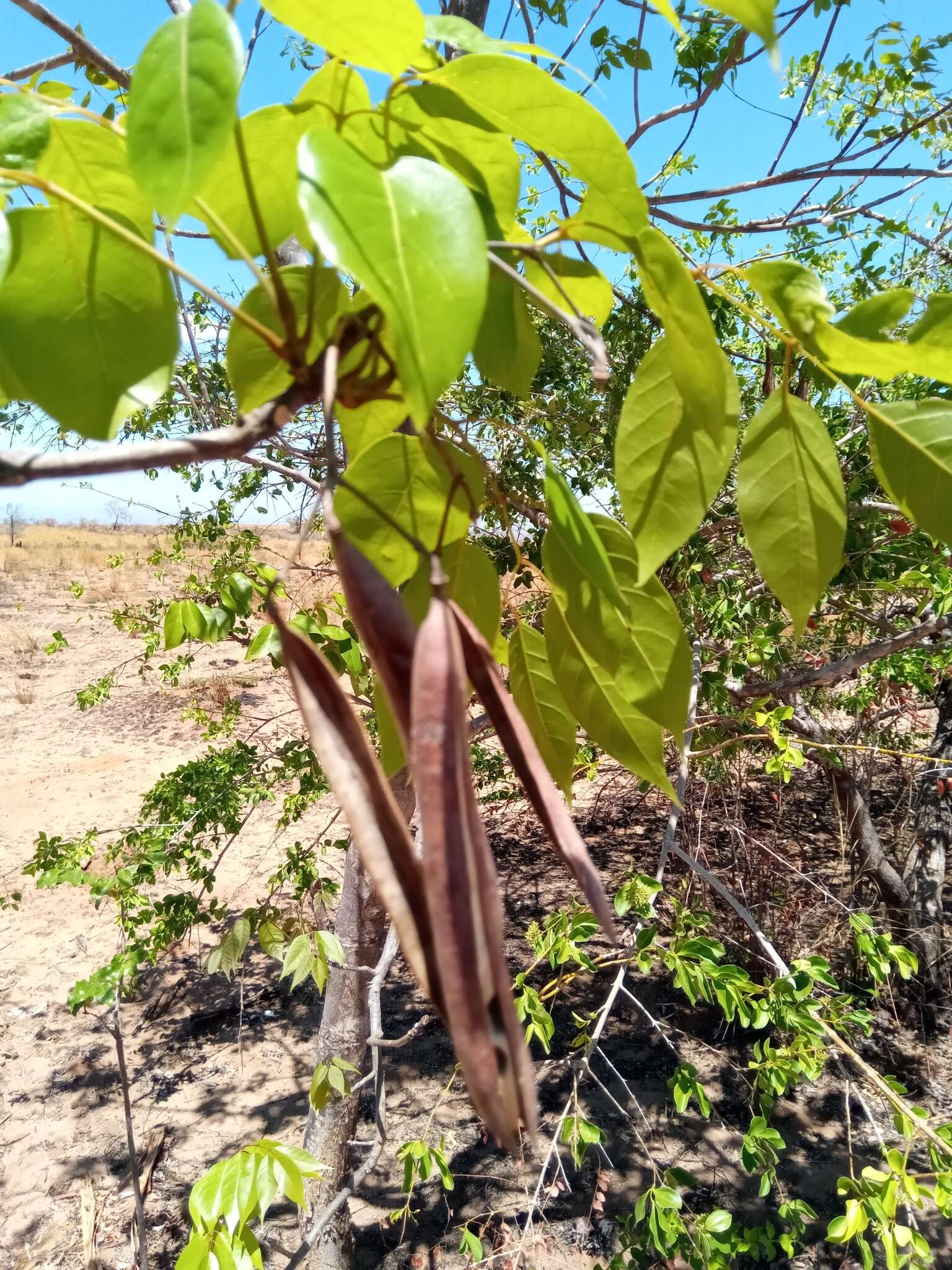 Image of Stereospermum euphorioides (Boj.) DC.