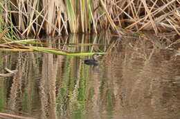 Image of Pied-billed Grebe