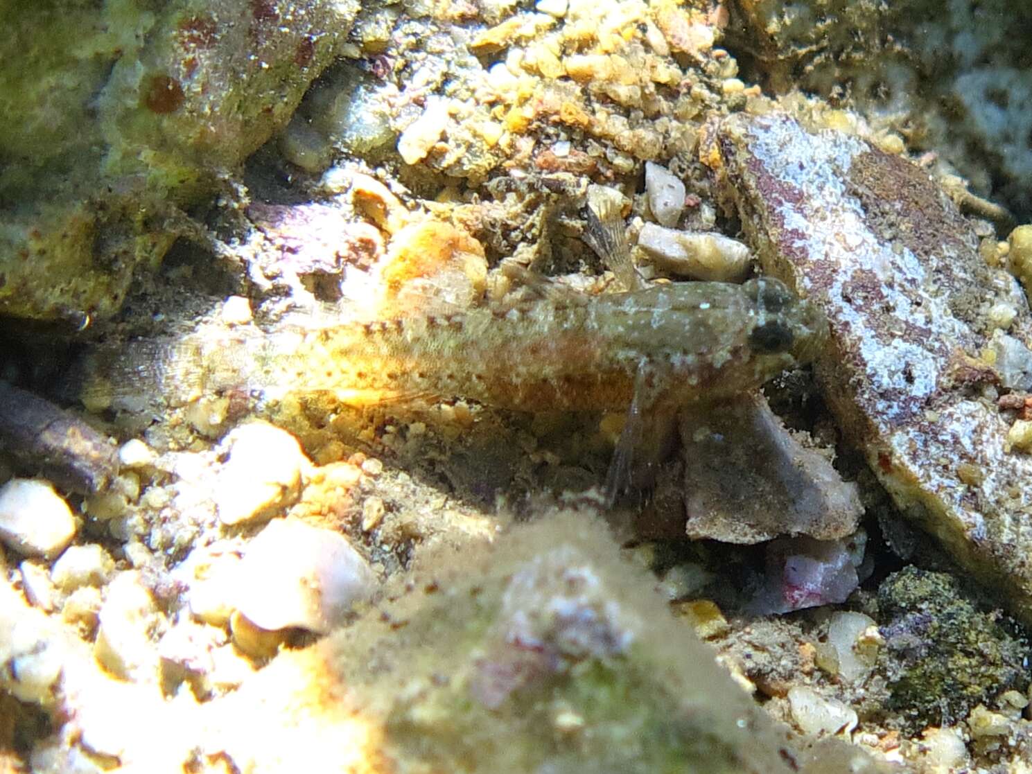 Imagem de Millerigobius macrocephalus (Kolombatovic 1891)