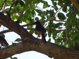 Image of White-crowned Robin-Chat