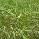 Image of Carex pseudobrizoides Clavaud