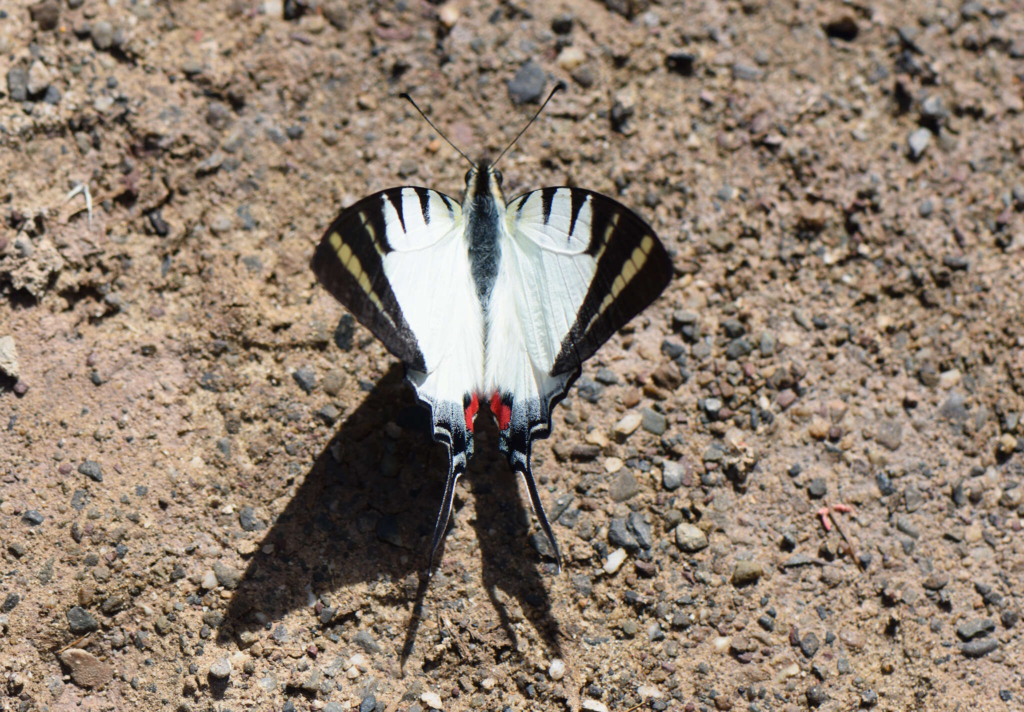 Sivun Graphium stratiotes (Grose-Smith 1887) kuva