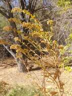 Image of Nevada Goldenrod