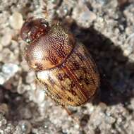 Image of Onthophagus (Furconthophagus) variegatus (Fabricius 1798)