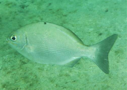 Image of Brown Chub