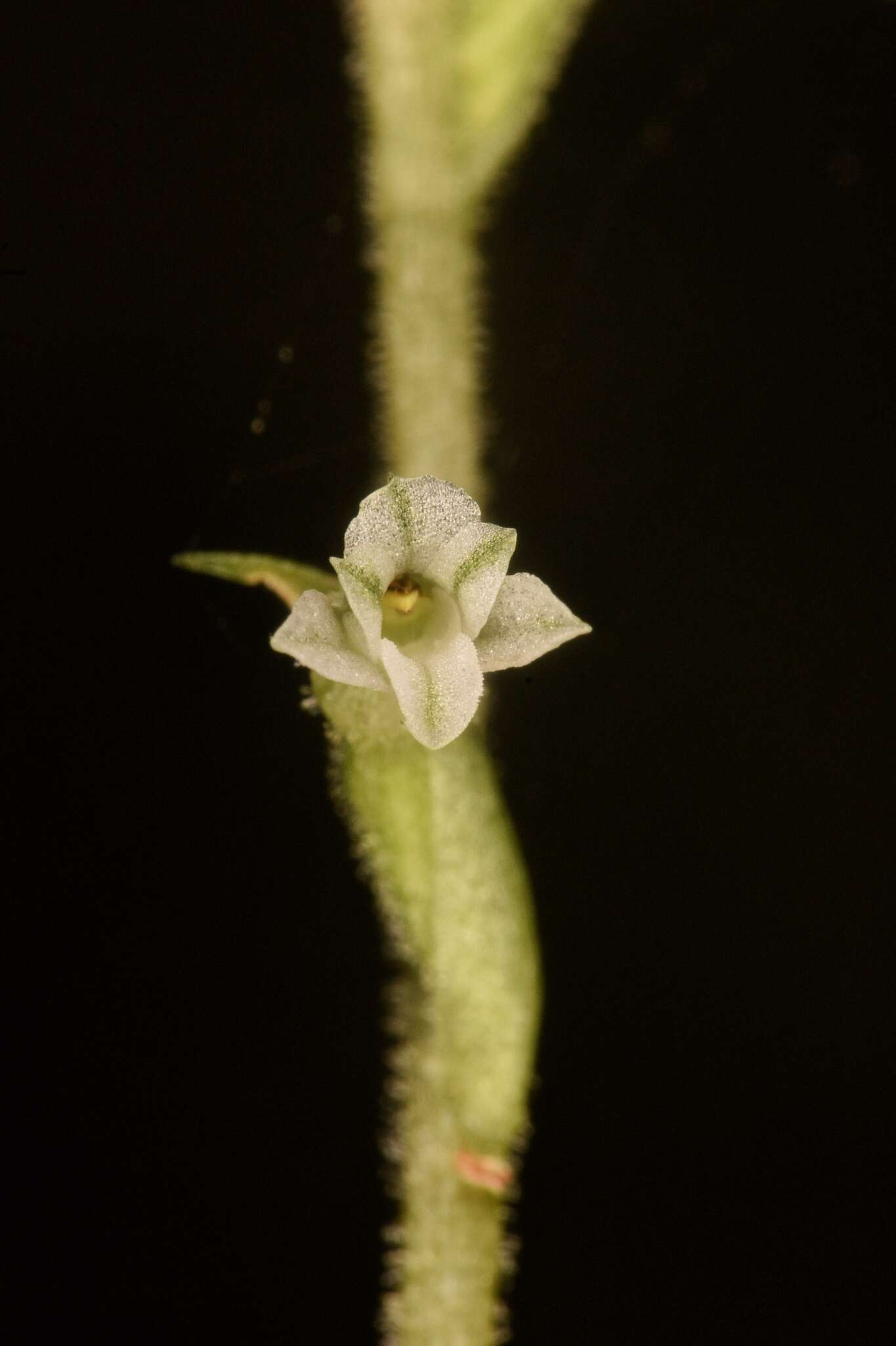 Image of Costa Rican lady's tresses