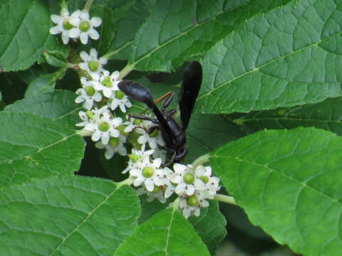 Imagem de Isodontia auripes (Fernald 1906)