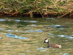 Image of White-tufted Grebe