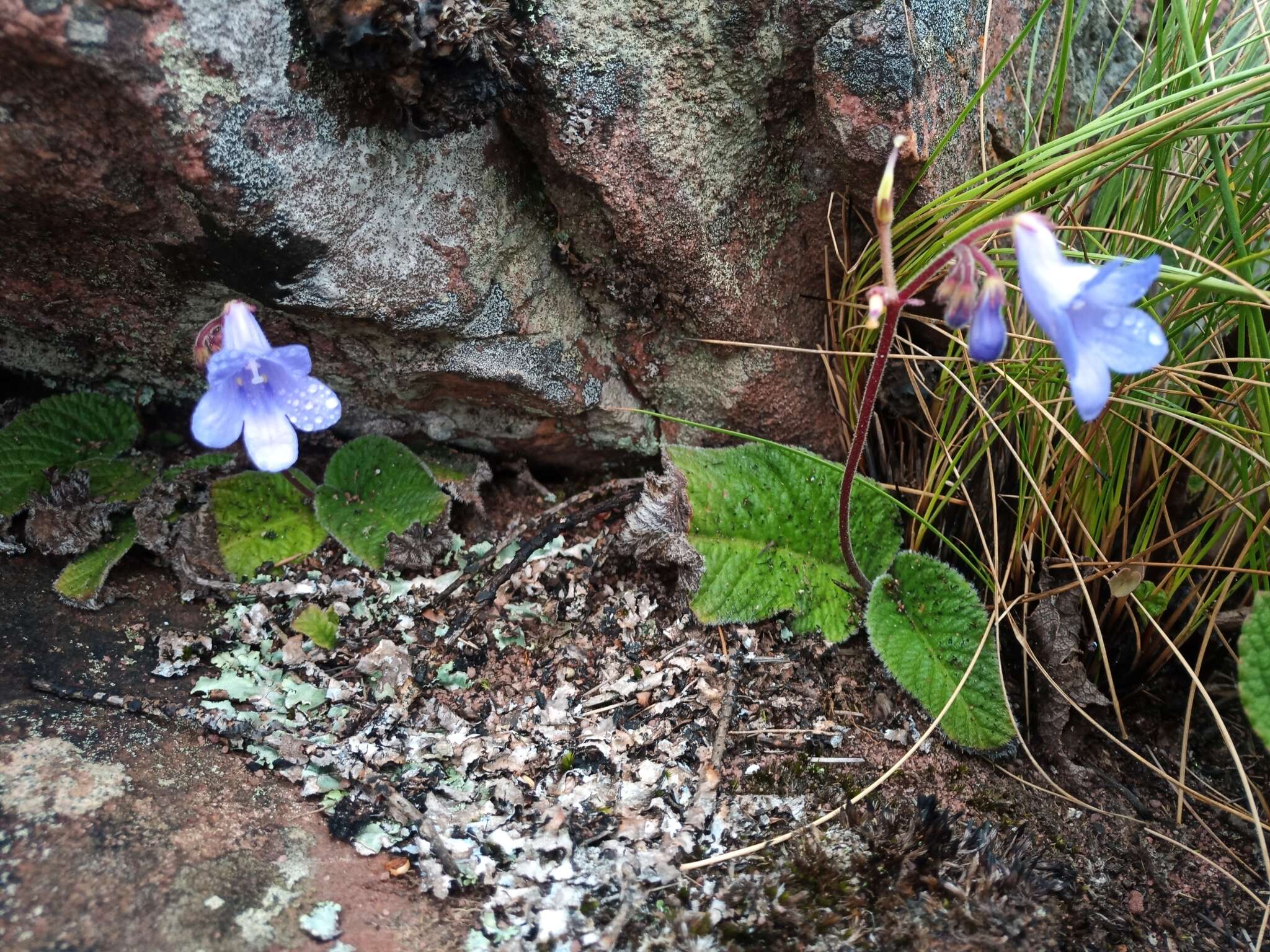 Image of Streptocarpus caeruleus Hilliard & B. L. Burtt