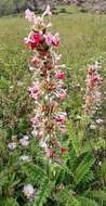 Image of Morina longifolia Wall.