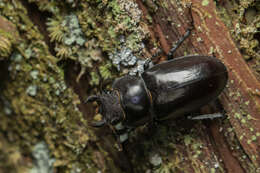 Image of Lucanus formosanus Planet 1899