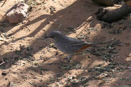 Image of Chestnut-vented Warbler