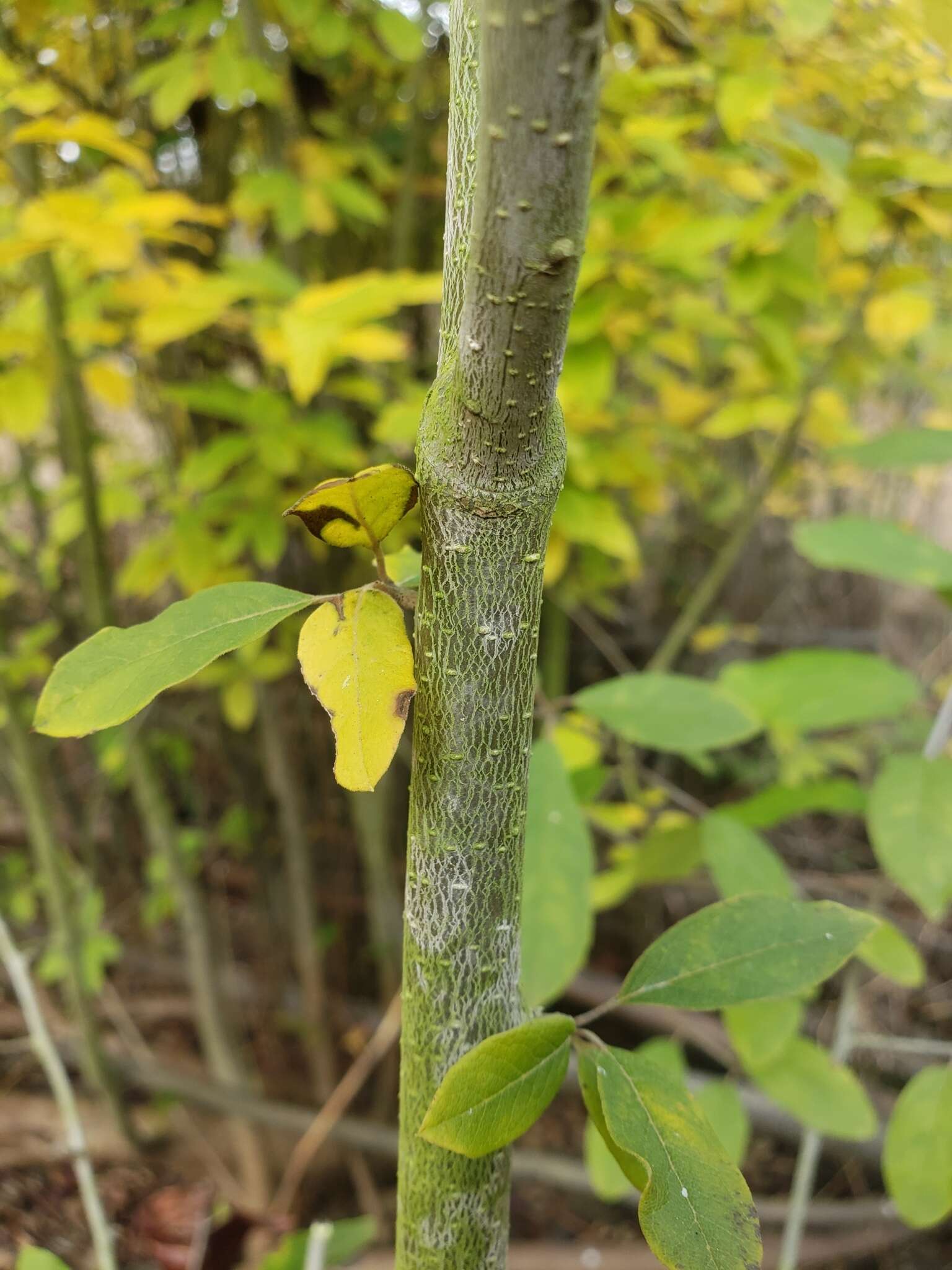 Imagem de Ilex amelanchier M. A. Curt. ex Chapm.