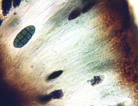 Sivun Rhizocarpon macrosporum Räsänen kuva