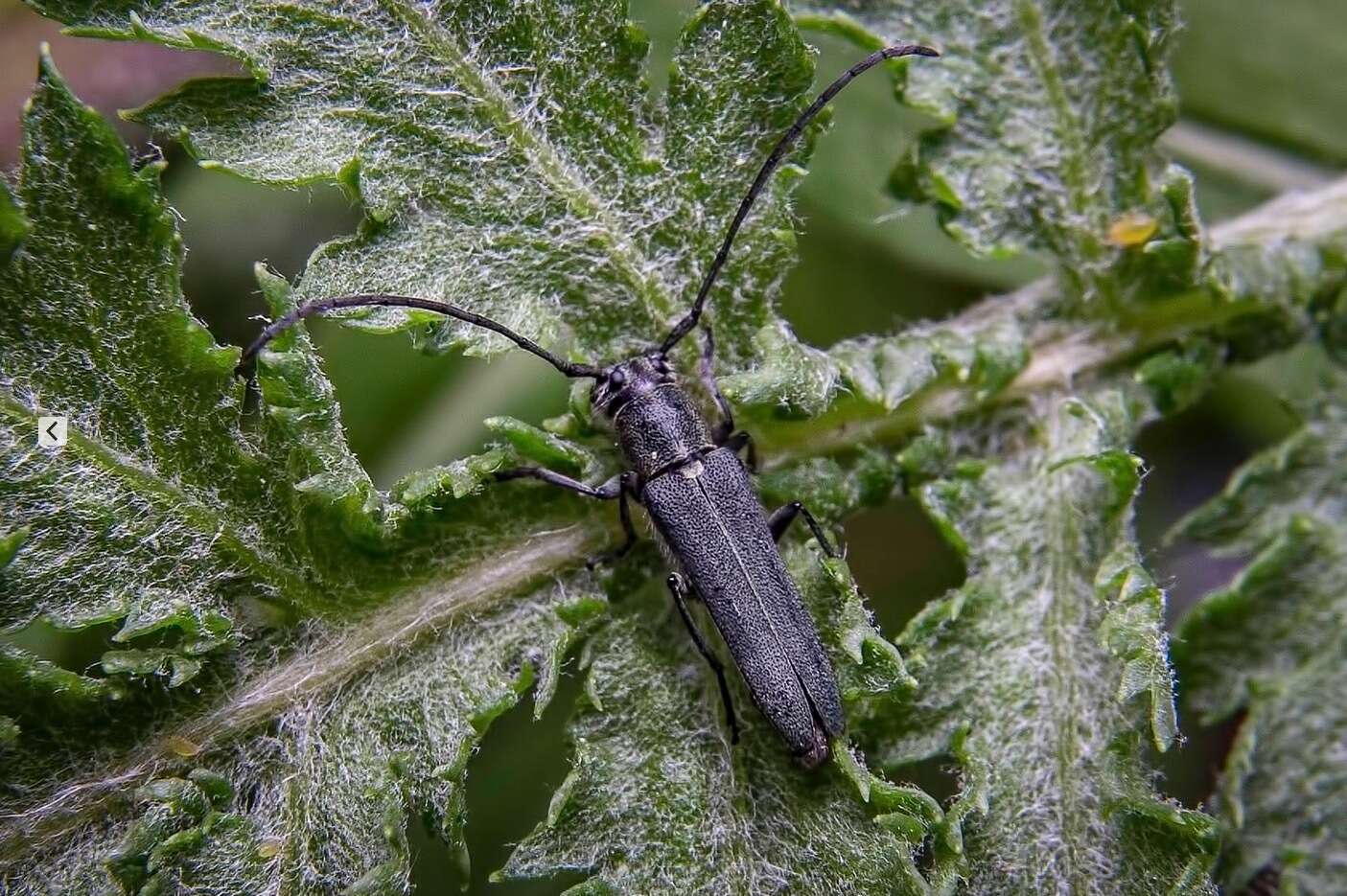 Слика од Phytoecia nigricornis (Fabricius 1782)