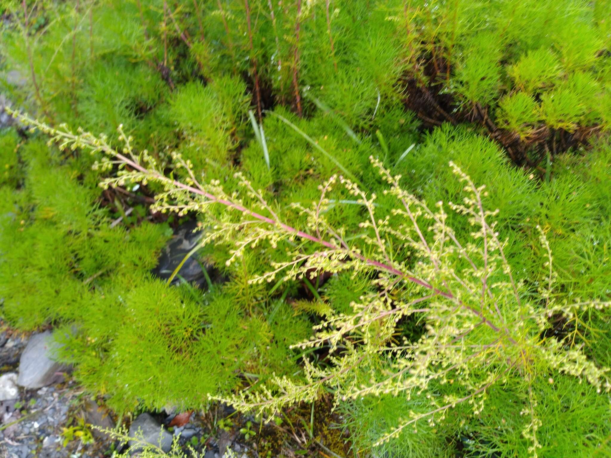 Image of Artemisia morrisonensis Hayata