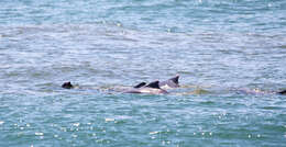 Image of Indian Humpback Dolphin