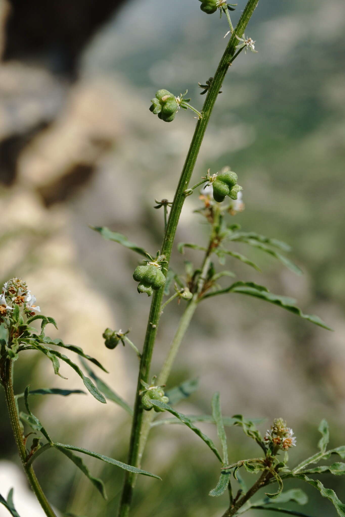 Image of Reseda globulosa Fisch. & C. A. Mey.