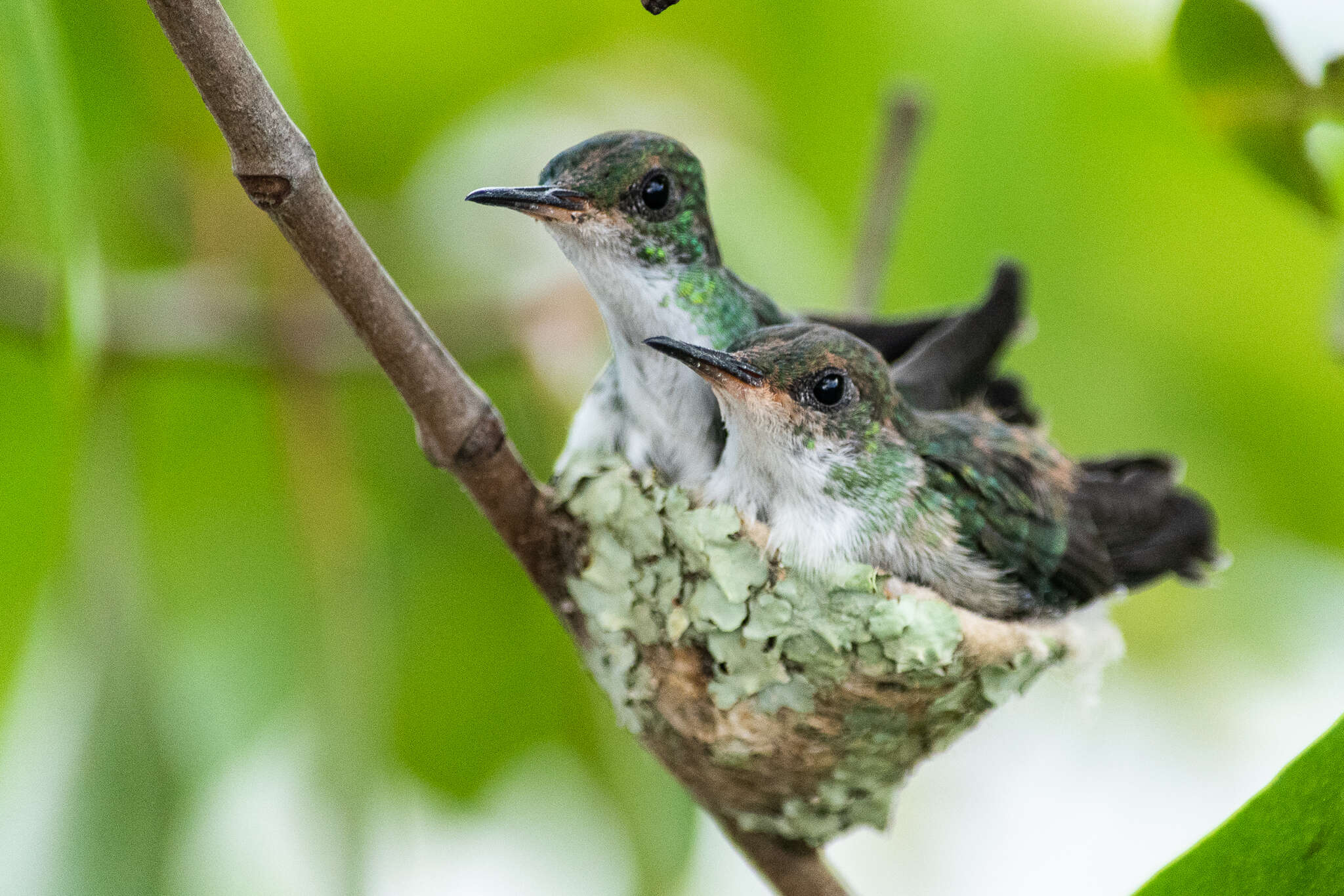 Image of Plain-bellied Emerald