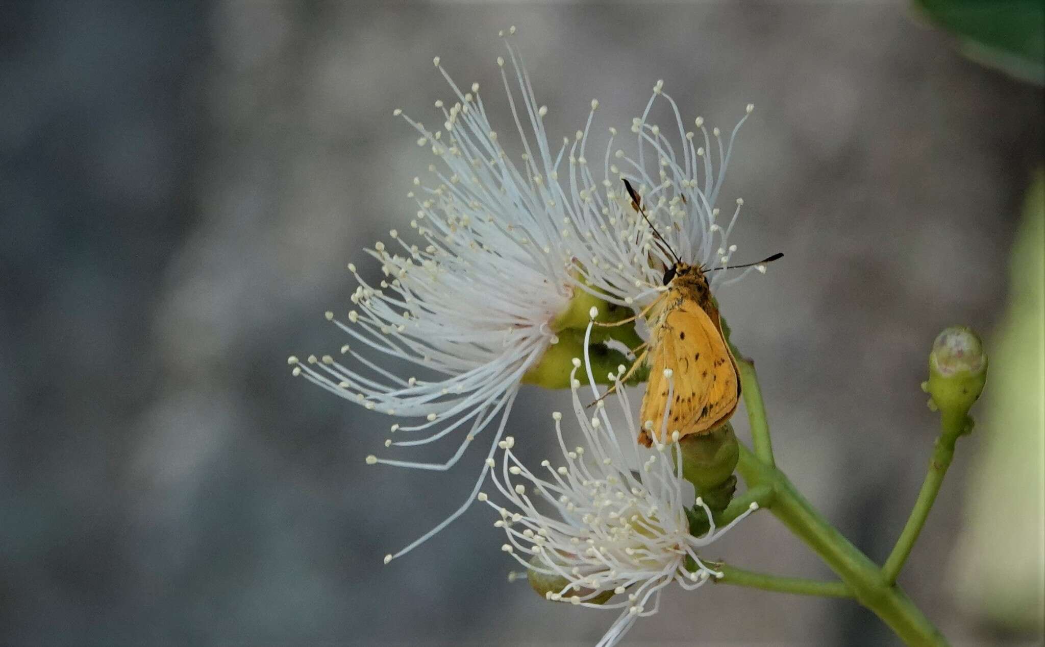 Image of Acada biseriatus Mabille 1893