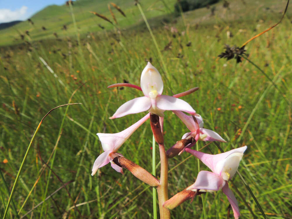 Image of Disa scullyi Bolus