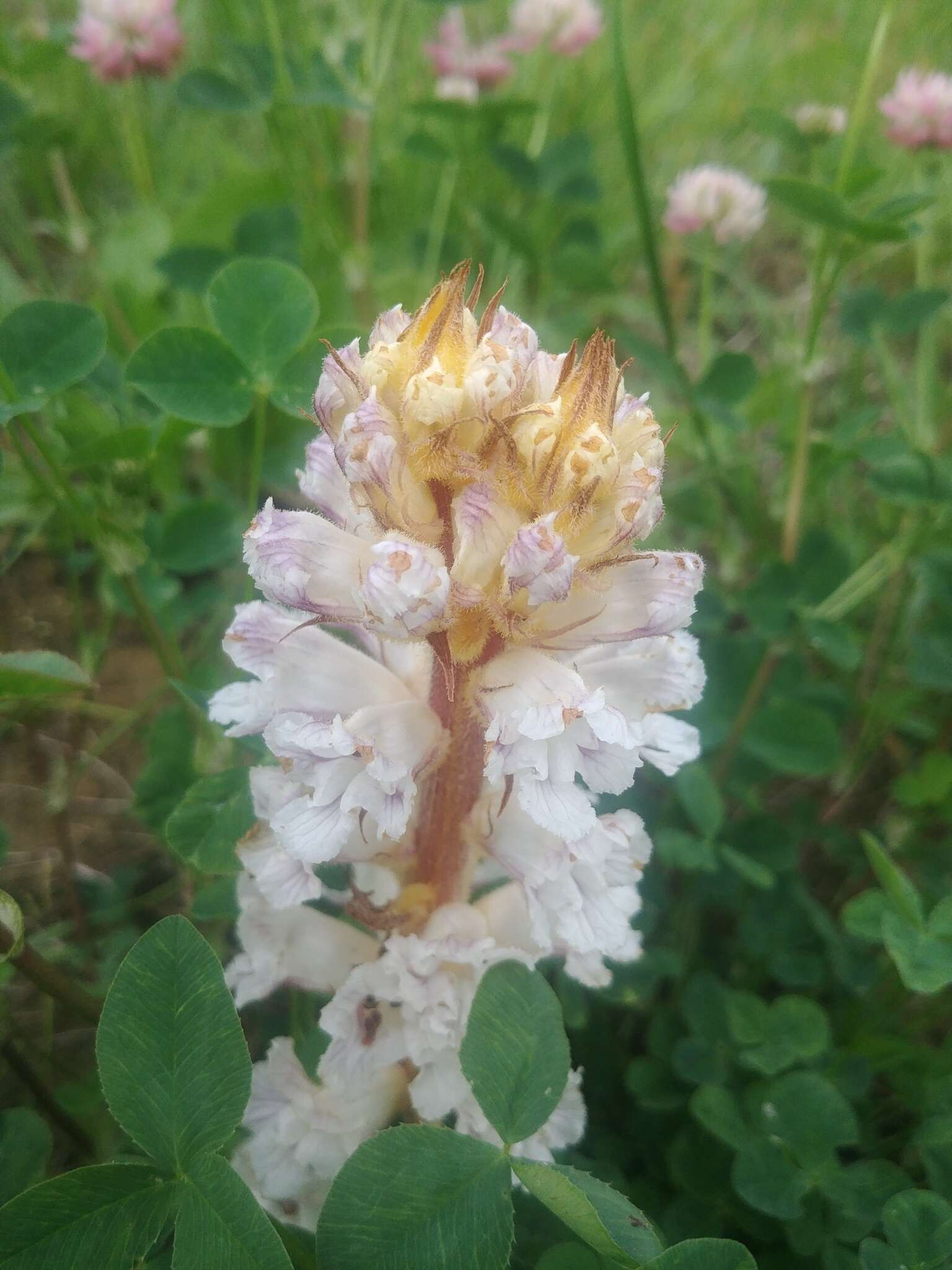 Image de Orobanche crenata Forsskál