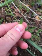 صورة Draba arabisans Michx.