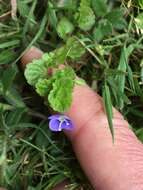 Image of slender speedwell