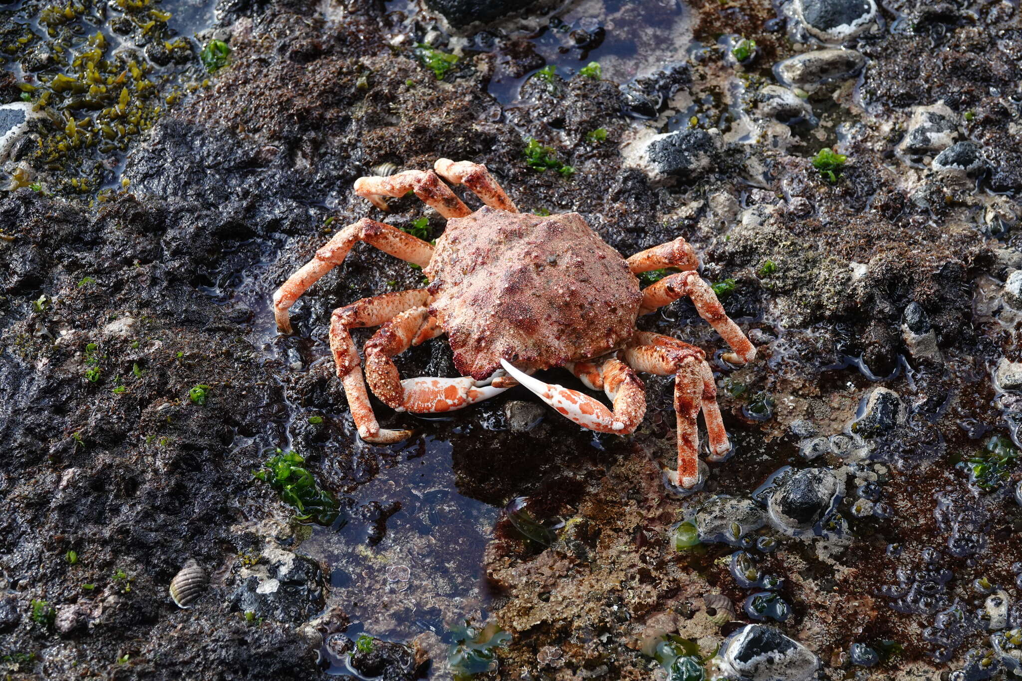 Image of southern spider crab