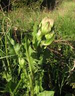 Image of Crepis vesicaria subsp. vesicaria