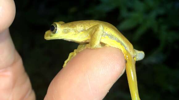 صورة Isthmohyla pseudopuma (Günther 1901)