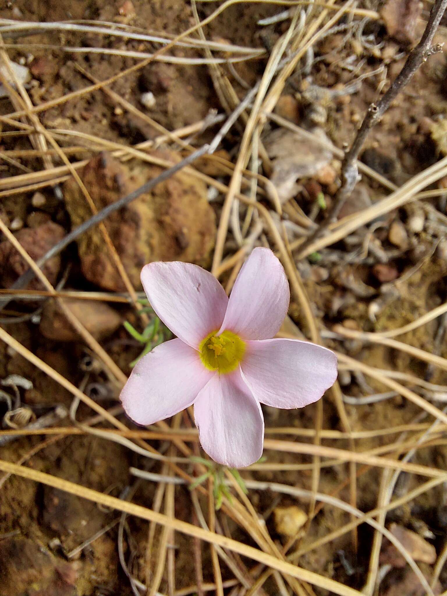 Sivun Oxalis falcatula Salter kuva