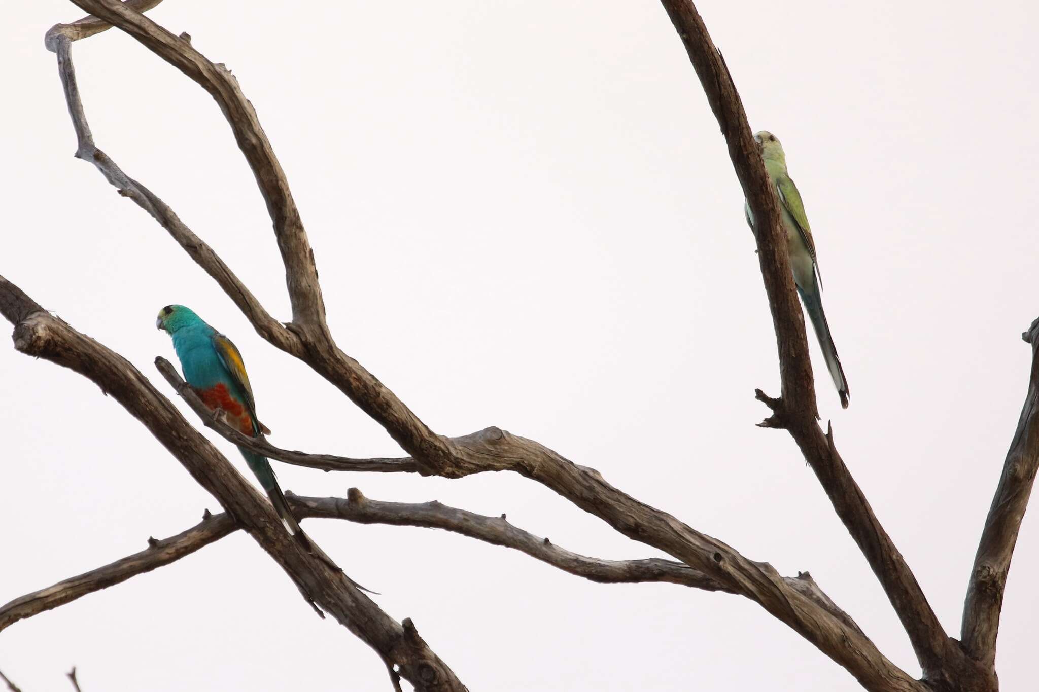 Image of Golden-shouldered Parrot