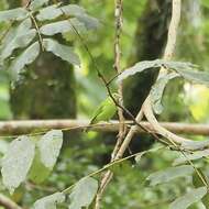 Image of Lesser Green Leafbird