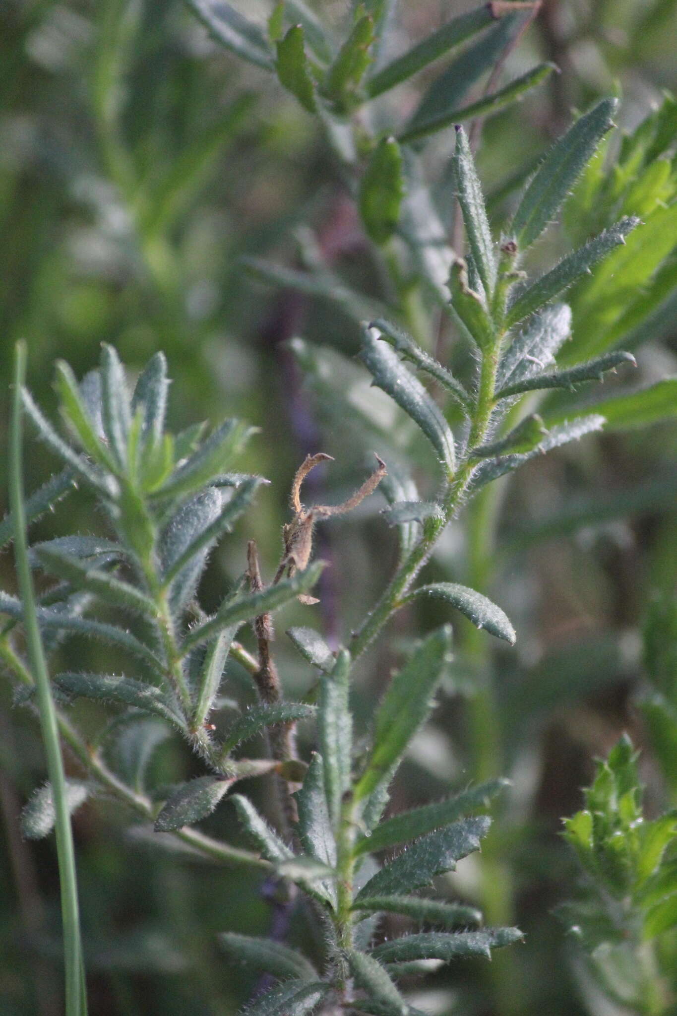 Image of Gonocarpus elatus (A. Cunn. ex Fenzl) Orchard