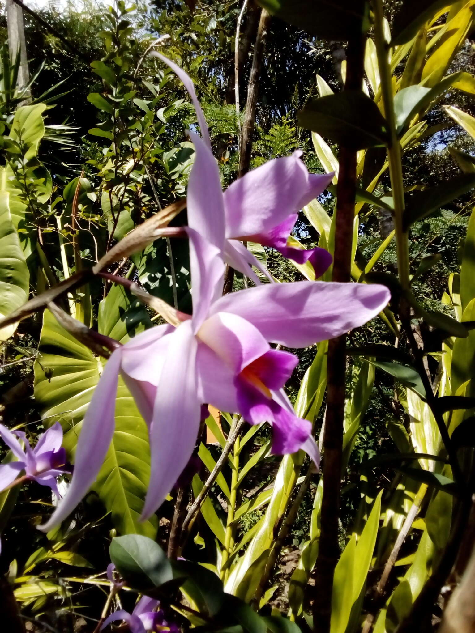 Image de Laelia anceps Lindl.