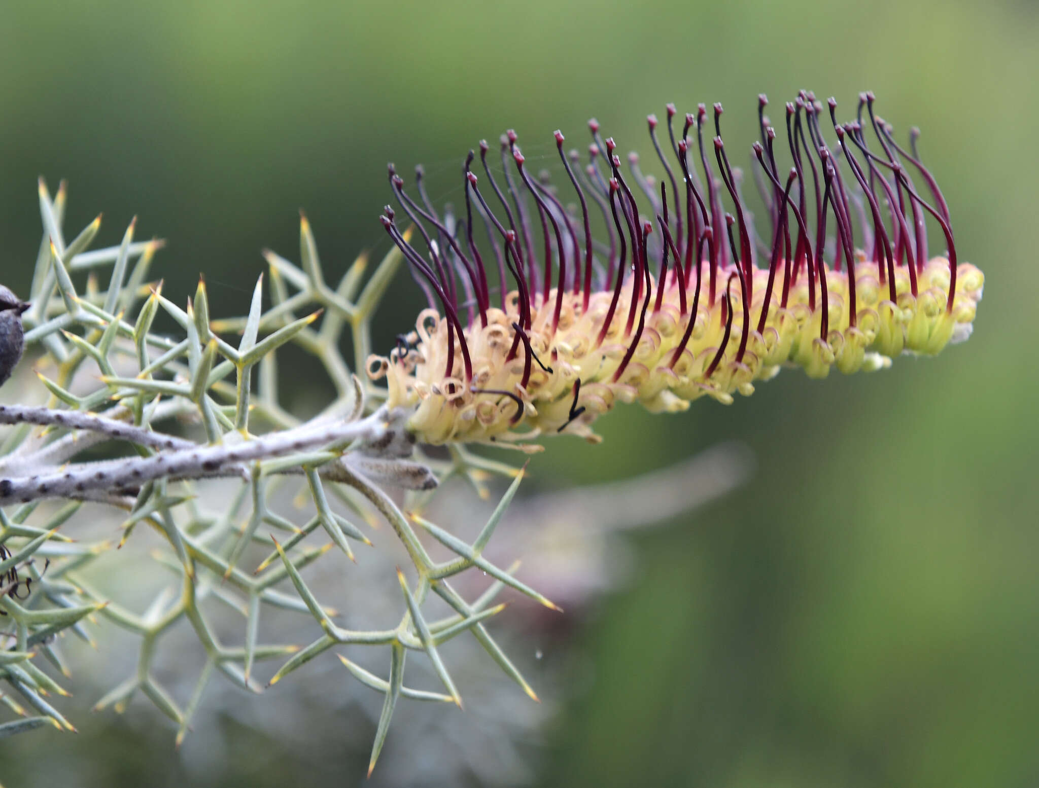 Image of Grevillea armigera Meissn.