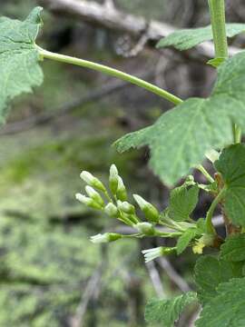 Imagem de Ribes hudsonianum var. hudsonianum