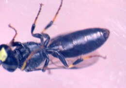 Imagem de Hylaeus difficilis (Perkins 1899)