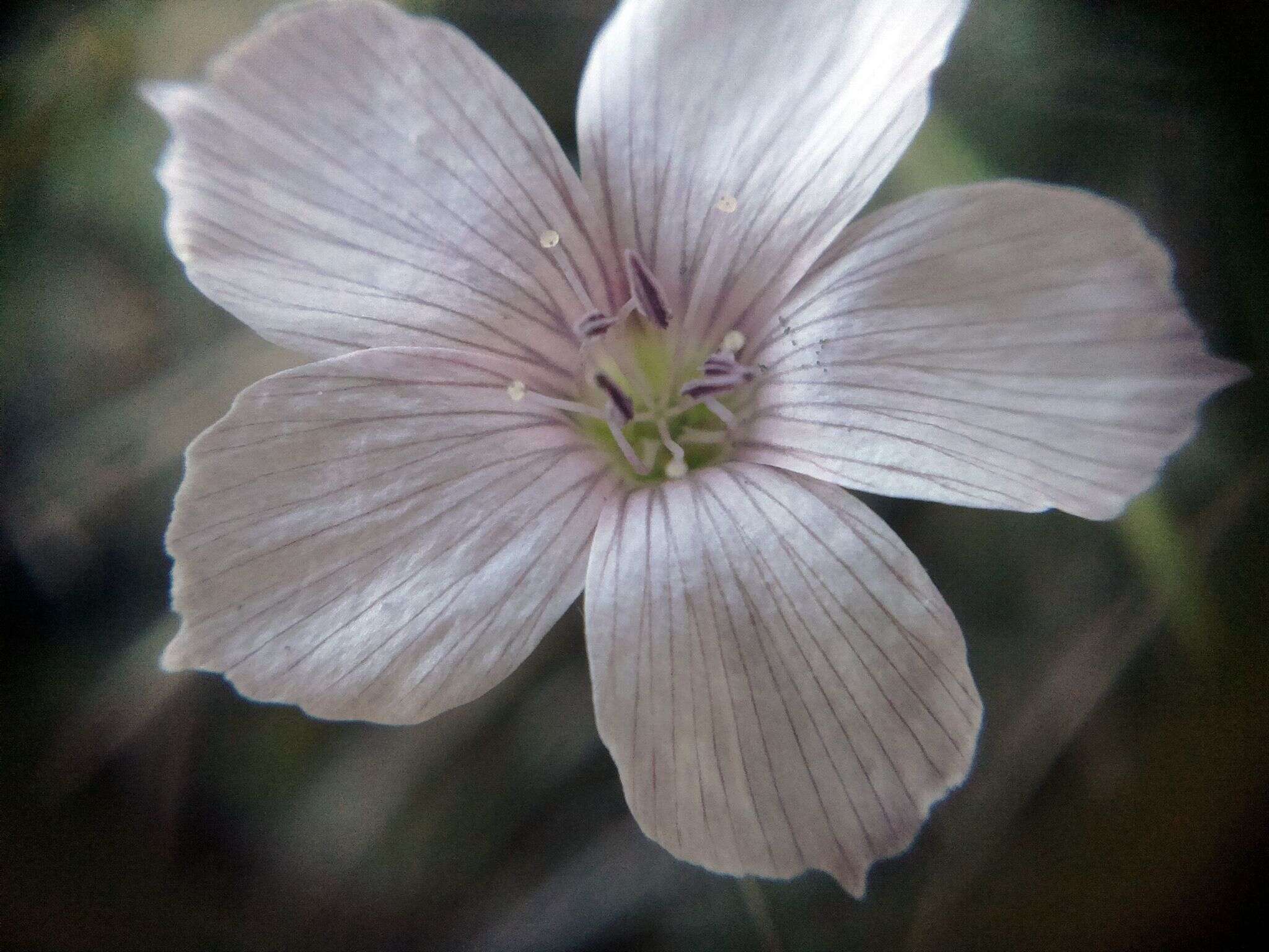 صورة Linum tenuifolium L.