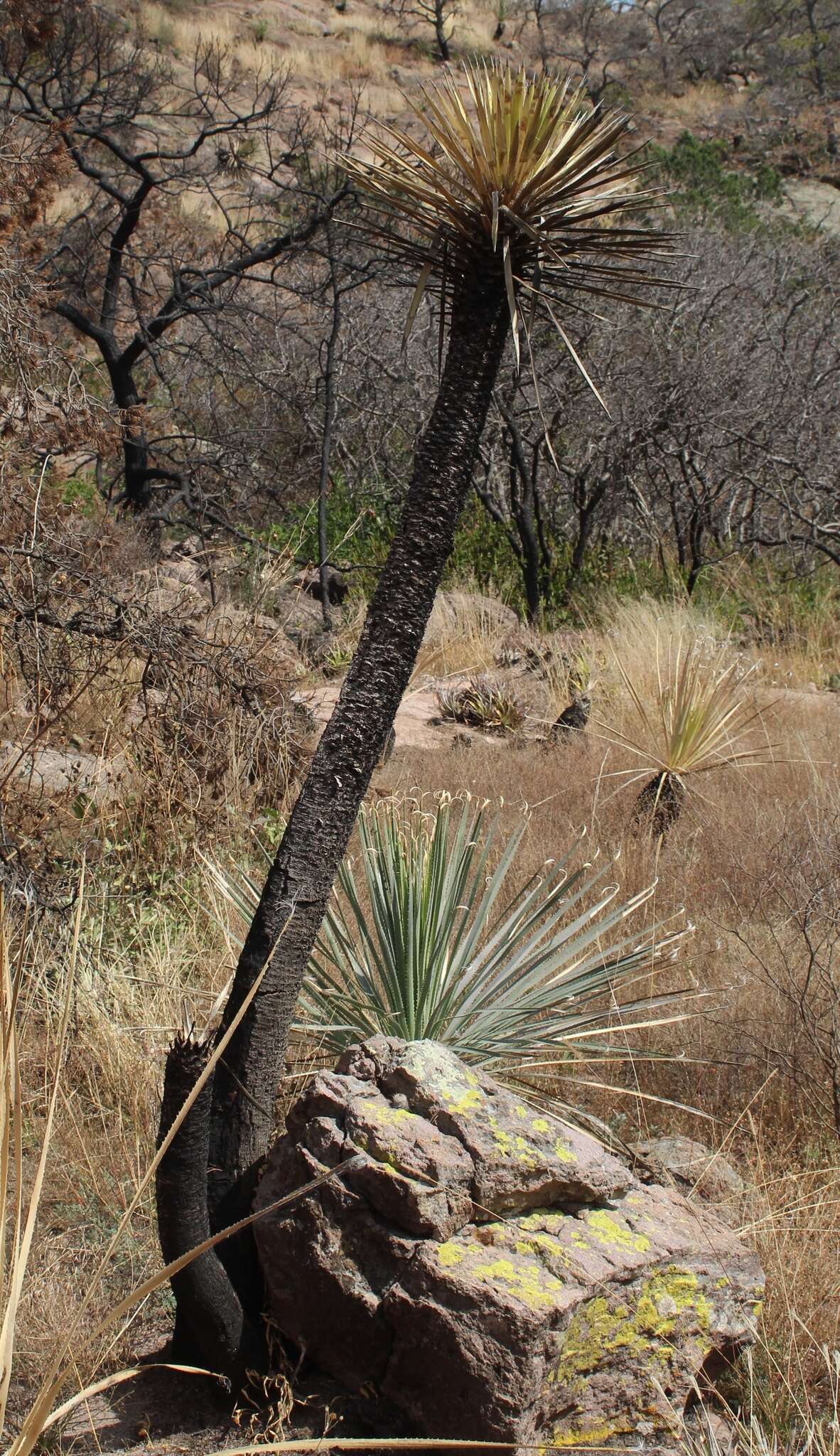 Image of Yucca decipiens Trel.